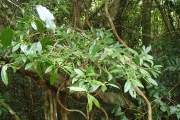 <strong>Rapanea lecardii - Ramon, Laurence - 140</strong><br />© Ramon, Laurence